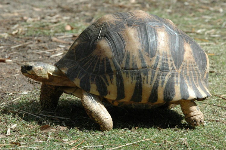 Photo of Radiated Tortoise