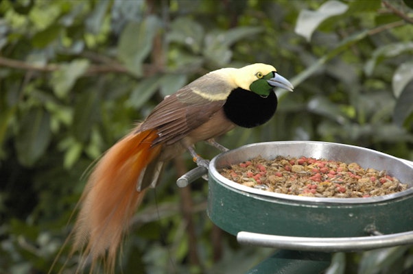 Photo of Raggiana Bird of Paradise