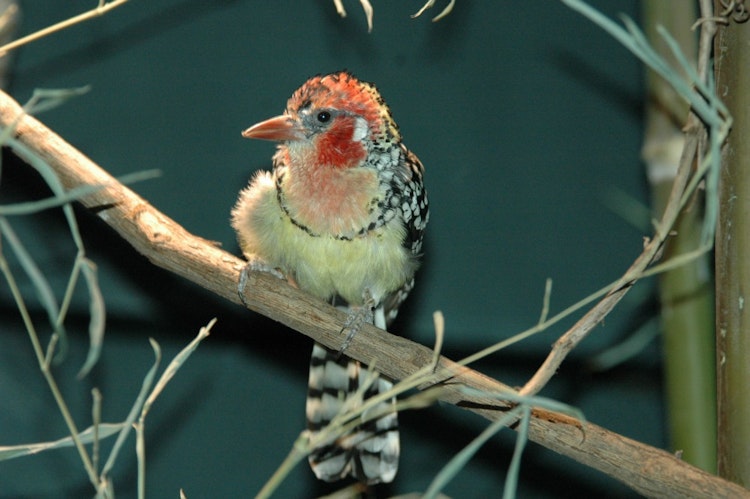 Photo of Red and Yellow Barbet