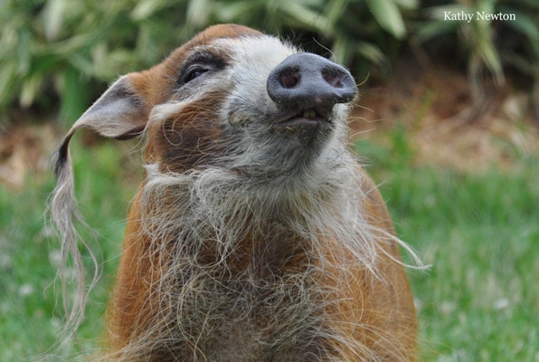 Photo of Red River Hog