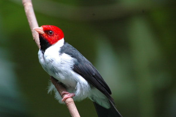 Photo of Red-Capped Cardinal