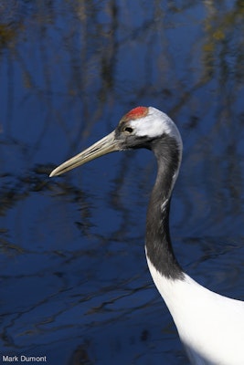 Photo of Red-Crowned Crane