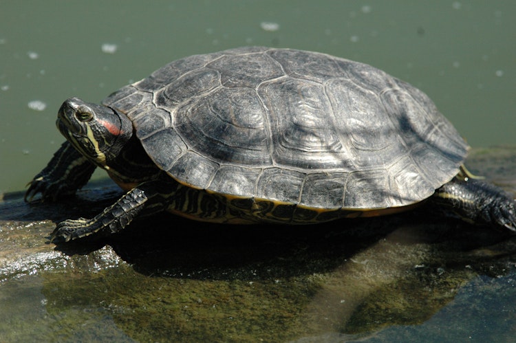 Photo of Red-Eared Slider