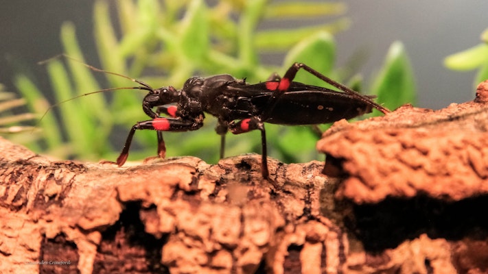 Photo of Red-Eyed Assassin Bug