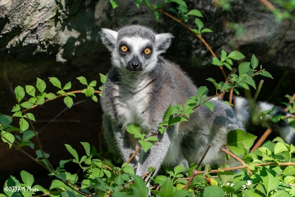 Photo of Ring-Tailed Lemur 