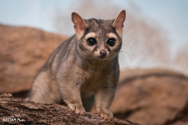 Photo of Ringtail