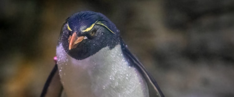 Photo of Southern Rockhopper Penguin