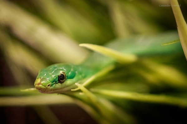 Photo of Rough Green Snake 
