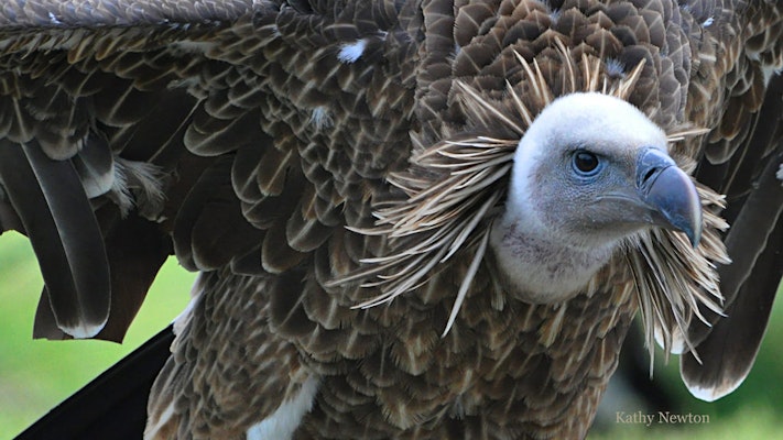 Photo of Ruppell’s Griffon Vulture