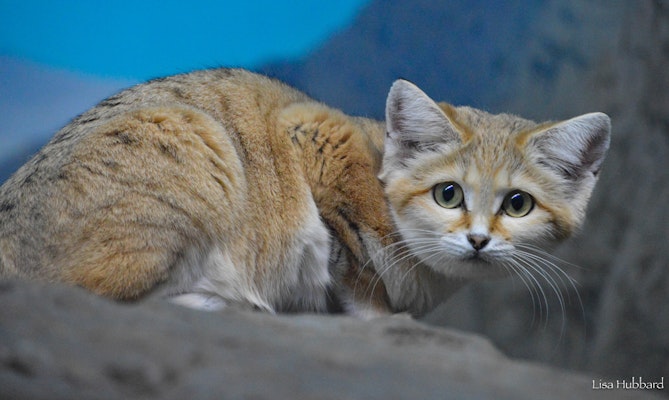 Photo of Sand Cat
