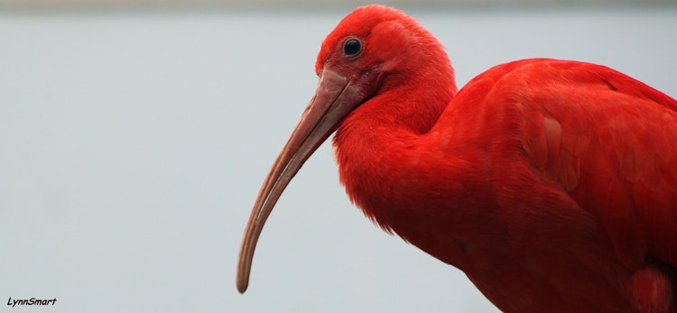 Photo of Scarlet Ibis 