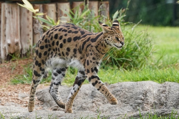 Photo of Serval 