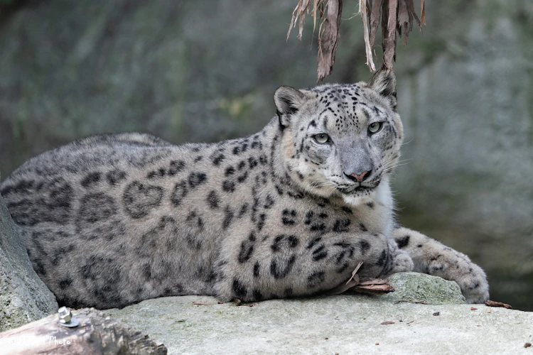 Photo of Snow Leopard 