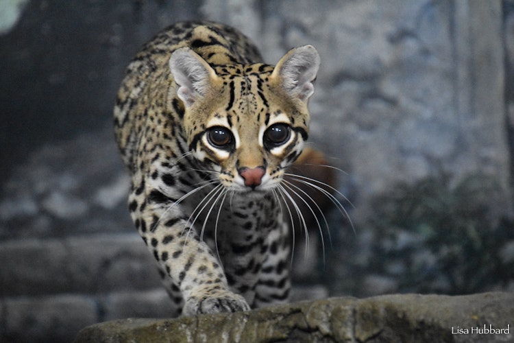 Photo of Southern Brazilian Ocelot