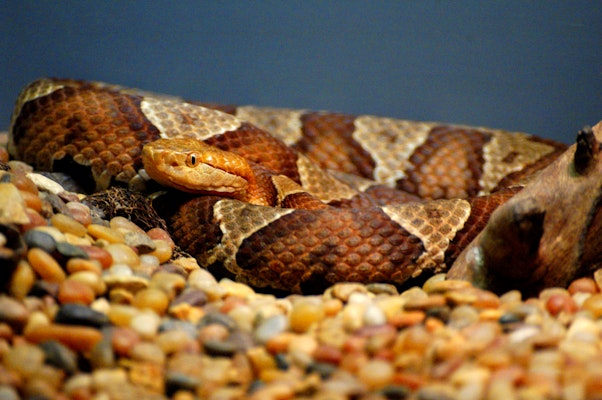Photo of Southern Copperhead