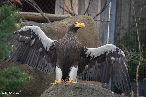 Photo of Steller’s Sea Eagle