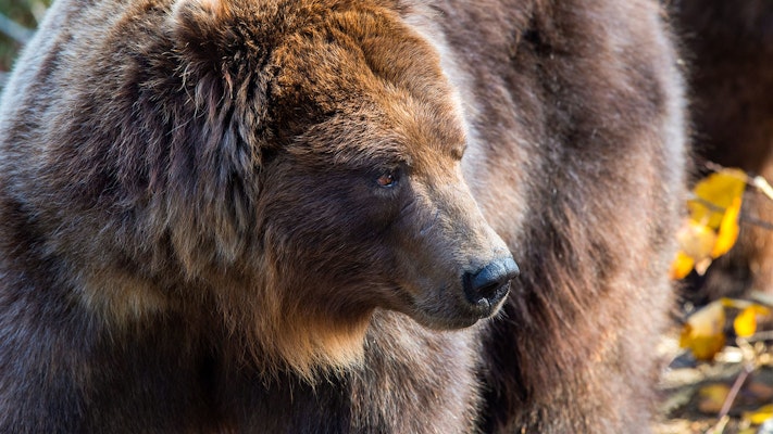 Photo of Brown Bear