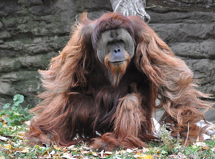 Photo of Sumatran Orangutan