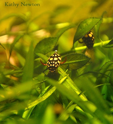 Photo of Sunburst Diving Beetle 