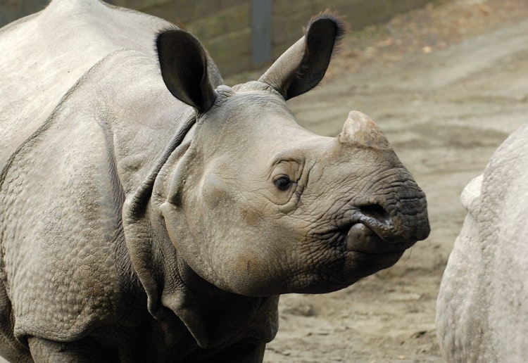 Photo of Rhinoceros, Indian