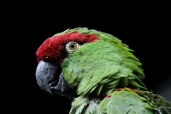 Photo of Thick-Billed Parrot