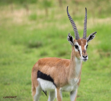 Photo of Thomson’s Gazelle