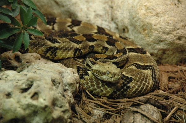 Photo of Timber Rattlesnake