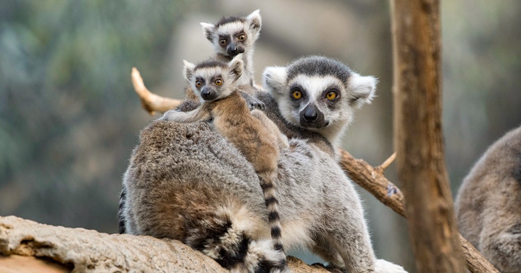 Photo of Lemurs