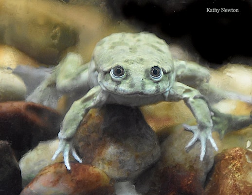 Photo of Titicaca Water Frog