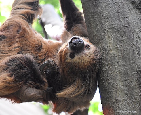 Photo of Two-toed Sloth