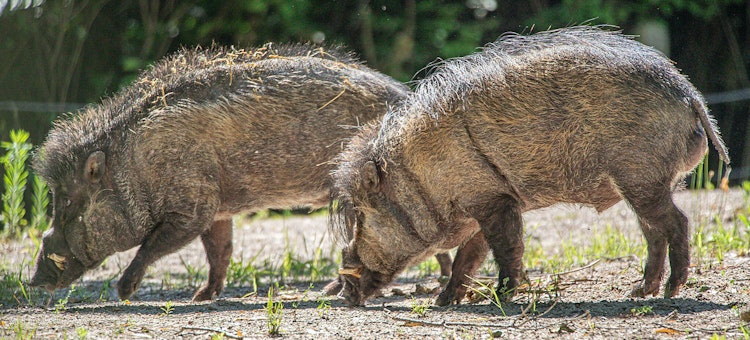 Photo of Visayan Warty Pig Habitat