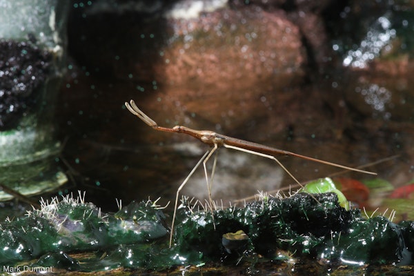 Photo of Water Scorpion