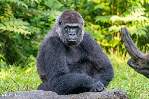 Photo of Western Lowland Gorilla