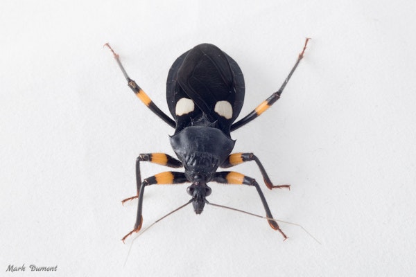 Photo of White-Eyed Assassin Bug 