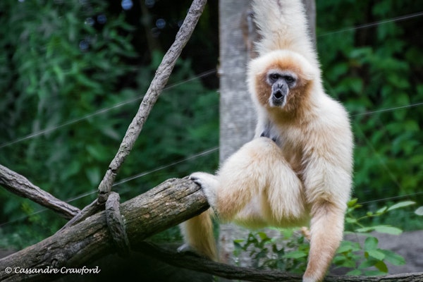 Photo of White-Handed Gibbon