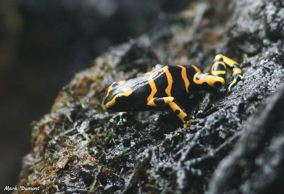 Photo of Yellow Banded Poison Dart Frog 
