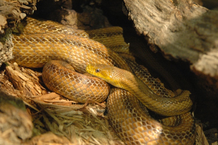 Photo of Yellow Rat Snake