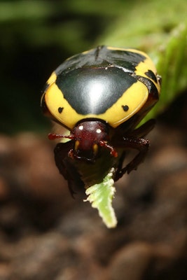 Photo of Yellow-Bellied Beetle 