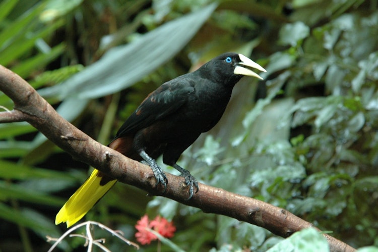 Photo of Yellow-Rumped Cacique 