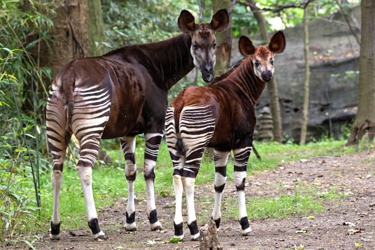 Photo of Okapi
