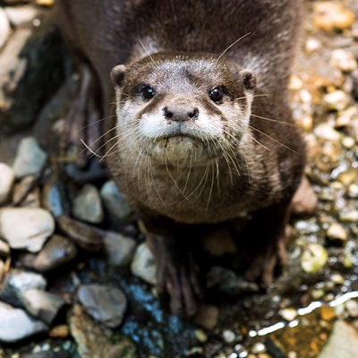 Photo of Otter