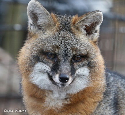 Photo of Grey Fox