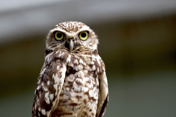 Photo of Owls