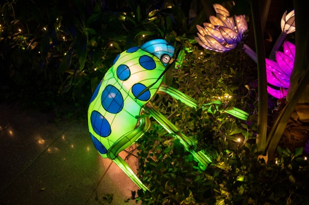 Photo of Forest of Color Lantern Trail
