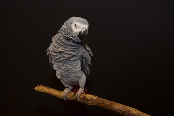 Photo of Parrots
