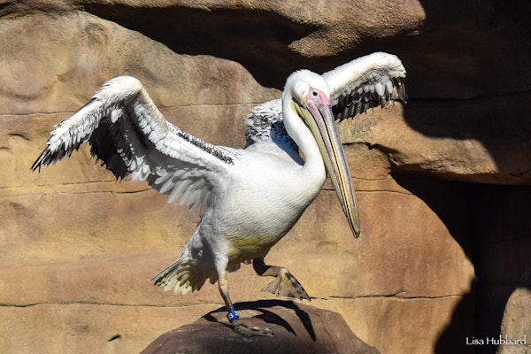 Photo of Eastern White Pelican