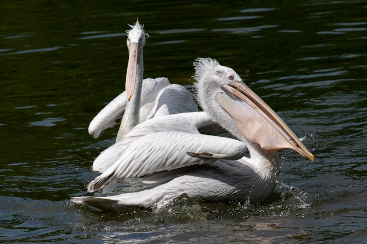 Photo of Dalmatian pelican