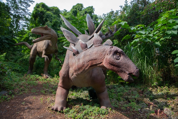 Photo of Stegosaurus