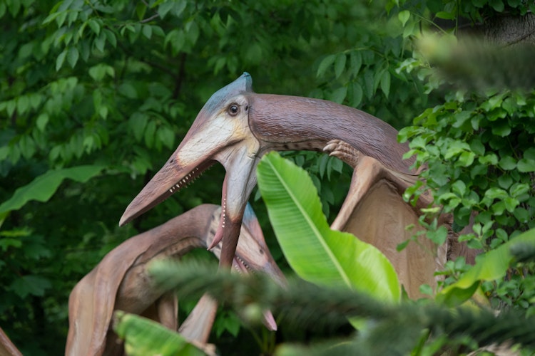 Photo of Azhdarchid pterosaur