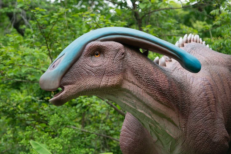 Photo of Parasaurolophus